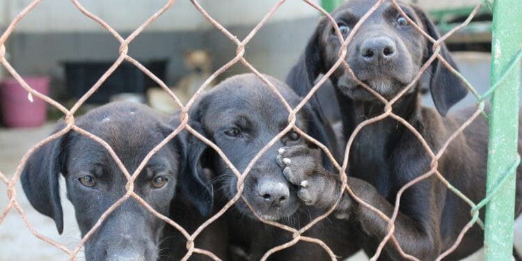 Feira de adoção de cães e gatos acontece neste sábado em Taubaté