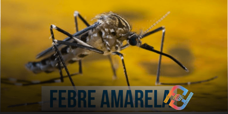  Vacina contra febre amarela em Taubaté