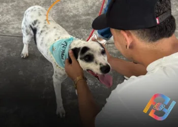Feira promove adoção de oito animais entre cães e gatos em Taubaté