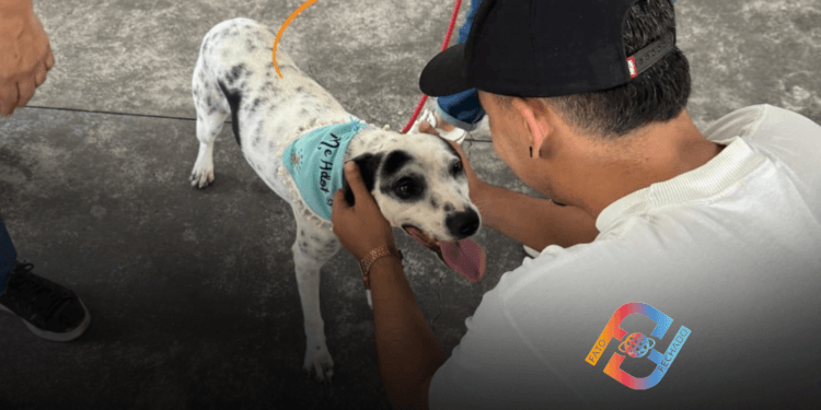 Feira promove adoção de oito animais entre cães e gatos em Taubaté