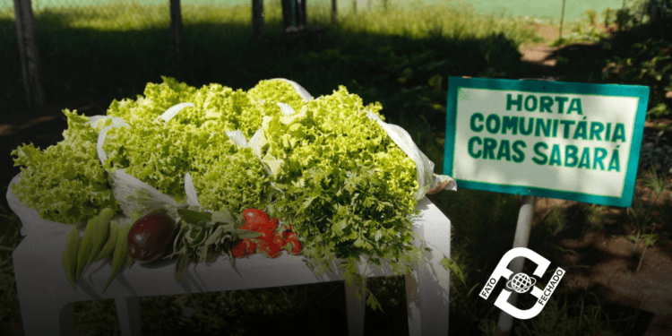 Cras Sabará realiza oficina de horta e cultivo