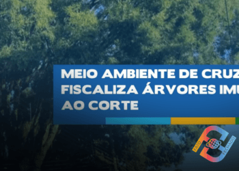 Meio ambiente de Cruzeiro fiscaliza árvores