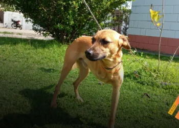 Abril Laranja: Taubaté realiza feira de adoção especial